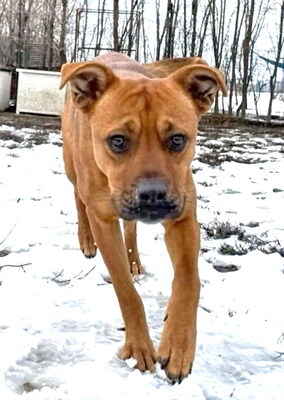 BUDDY - R E S E R V I E R T !!!!! lieb und fröhlich, offenes Wesen, neugierig, verschmust, lebhaft, gelehrig, anfangs möglicherweise schüchtern