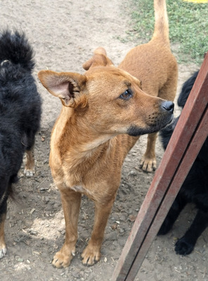 BUDDY - R E S E R V I E R T !!!!! lieb und fröhlich, offenes Wesen, neugierig, verschmust, lebhaft, gelehrig, anfangs möglicherweise schüchtern, Mischling (Video auf HP) - Rüde