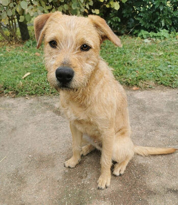 BUDDY - R E S E R V I E R T !!!!! sehr lieb und anhänglich, aufgeweckt, bewegungsfreudig, kinderfreundlich, gelehrig, nicht zu Katzen und Kleintieren, Mischling (Video auf HP) - Betreuungsplatz NÖ - Rüde