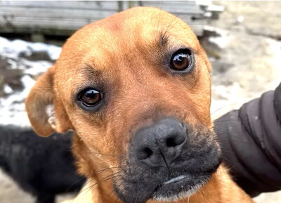 BUDDY - lieb und fröhlich, offenes Wesen, neugierig, verschmust, lebhaft, gelehrig, anfangs möglicherweise schüchtern, Mischling (Video auf HP) - Rüde