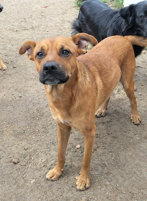 BUDDY - lieb und fröhlich, offenes Wesen, neugierig, verschmust, lebhaft, gelehrig, anfangs möglicherweise schüchtern, Mischling (Video auf HP) - Rüde