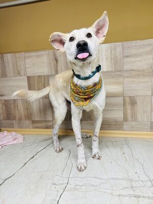 BUDHA, Mischling - Rüde