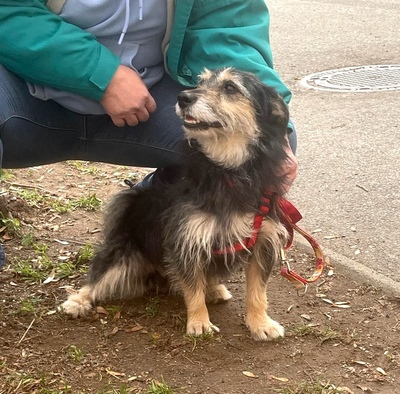 BUENO Benny, Schnauzer-Terriermix - Rüde