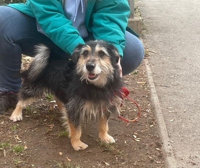 BUENO Benny, Schnauzer-Terriermix - Rüde