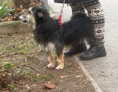 BUENO Benny, Schnauzer-Terriermix - Rüde