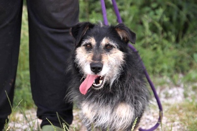 BUENO sucht ein Zuhause in ruhiger Umgebung, Terriermix - Rüde