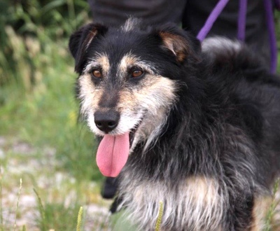 BUENO sucht ein Zuhause in ruhiger Umgebung, Terriermix - Rüde