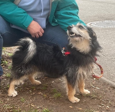 BUENO sucht ein Zuhause in ruhiger Umgebung, Terriermix - Rüde