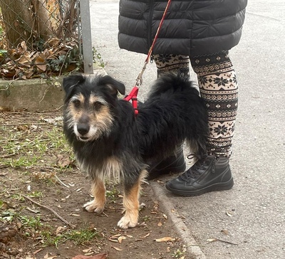 BUENO sucht ein Zuhause in ruhiger Umgebung, Terriermix - Rüde