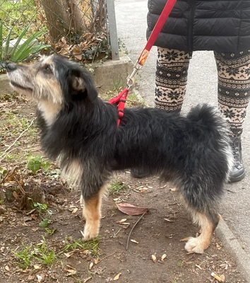 BUENO sucht ein Zuhause in ruhiger Umgebung, Terriermix - Rüde