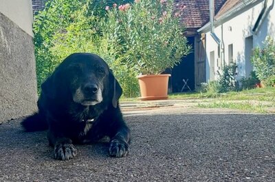 BUFFY - NOTFALL!!! SPENDENAUFRUF!!! freundlich, gemütlich, anhänglich, ruhig, Mischling (Video-Link vorhanden) - NÖ - Hündin