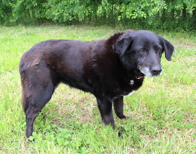 BUFFY - freundlich, gemütlich, anhänglich, ruhig, Mischling - Hündin