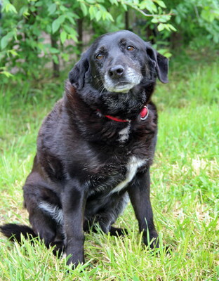 BUFFY - freundlich, gemütlich, anhänglich, ruhig, Mischling - Hündin