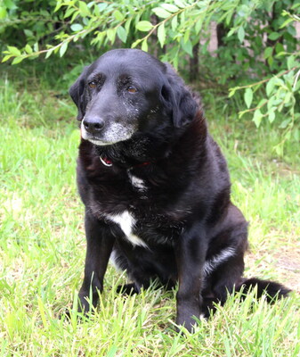 BUFFY - freundlich, gemütlich, anhänglich, ruhig