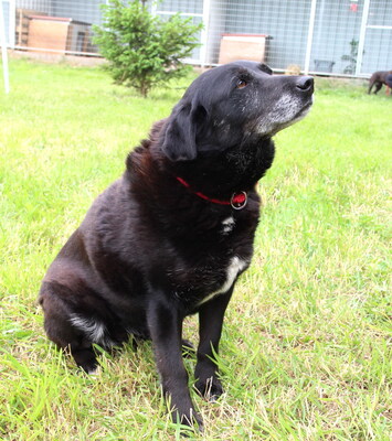 BUFFY - freundlich, gemütlich, anhänglich, ruhig, Mischling (Video auf HP) - Hündin