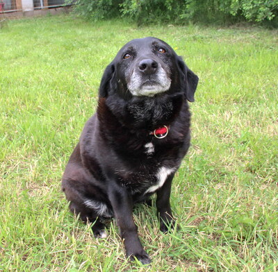 BUFFY - freundlich, gemütlich, anhänglich, ruhig, Mischling (Video auf HP) - Hündin