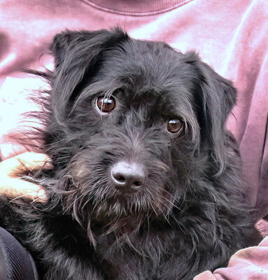 BUGSY - R E S E R V I E R T !!!!! anhänglich, kuschelt gern, klug, gelehrig, lebhaft, anfangs etwas ängstlich, Mischling (Video auf HP) - Rüde