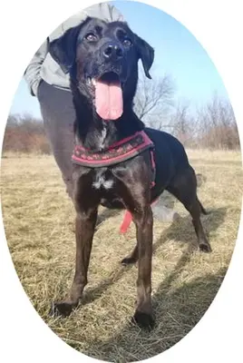 BUKSI 3 - 56 cm - LABRADOR MISCHLINGSHÜNDIN! (aus dem Tierschutz /mit Video!), Labrador Mischling - Hündin