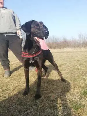 BUKSI 3 - 56 cm - LABRADOR MISCHLINGSHÜNDIN! (aus dem Tierschutz /mit Video!), Labrador Mischling - Hündin
