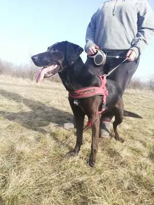 BUKSI 3 - 56 cm - LABRADOR MISCHLINGSHÜNDIN! (aus dem Tierschutz /mit Video!), Labrador Mischling - Hündin