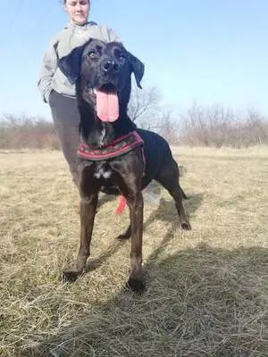BUKSI 3 - 56 cm - LABRADOR MISCHLINGSHÜNDIN! (aus dem Tierschutz /mit Video!), Labrador Mischling - Hündin