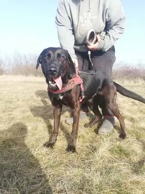 BUKSI 3 - 56 cm - LABRADOR MISCHLINGSHÜNDIN! (aus dem Tierschutz /mit Video!), Labrador Mischling - Hündin