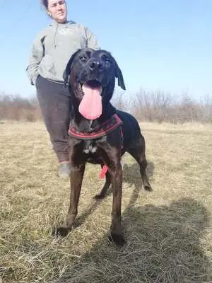 BUKSI 3 - 56 cm - LABRADOR MISCHLINGSHÜNDIN! (aus dem Tierschutz /mit Video!), Labrador Mischling - Hündin