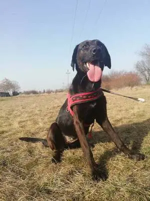 BUKSI 3 - 56 cm - LABRADOR MISCHLINGSHÜNDIN! (aus dem Tierschutz /mit Video!), Labrador Mischling - Hündin