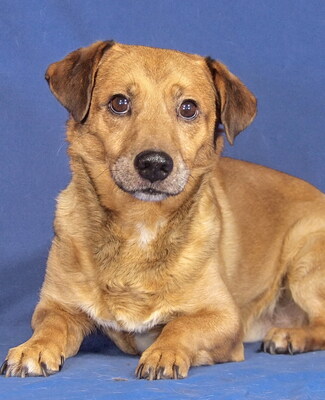 BUNDAS - R E S E R V I E R T !!!!! NOTFALL - SPENDENAUFRUF!!!!! sehr ängstlich und unsicher, freundlich, gelehrig