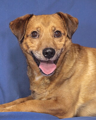 BUNDAS - R E S E R V I E R T !!!!! NOTFALL - SPENDENAUFRUF!!!!! sehr ängstlich und unsicher, freundlich, gelehrig, Mischling - Rüde