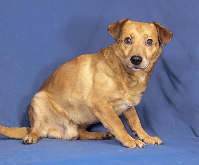 BUNDAS - R E S E R V I E R T !!!!! NOTFALL - SPENDENAUFRUF!!!!! sehr ängstlich und unsicher, freundlich, gelehrig, Mischling - Rüde