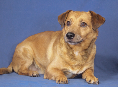 BUNDAS - R E S E R V I E R T !!!!! NOTFALL - SPENDENAUFRUF!!!!! sehr ängstlich und unsicher, freundlich, gelehrig, Mischling - Rüde