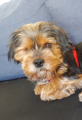 BURAK, Mischling - Rüde