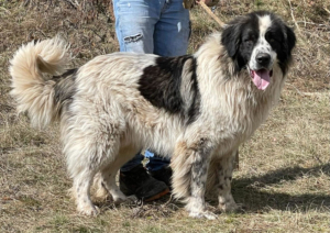 BUSTER sucht SEINE Menschen mit GARTEN, BUSTER sucht SEINE Menschen mit GARTEN - Rüde 1