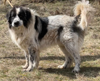 BUSTER sucht SEINE Menschen mit GARTEN, BUSTER sucht SEINE Menschen mit GARTEN - Rüde