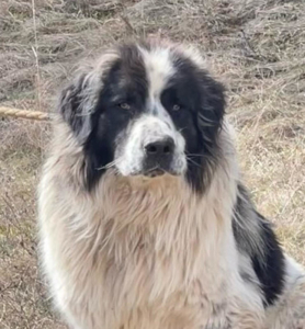 BUSTER sucht SEINE Menschen mit GARTEN, BUSTER sucht SEINE Menschen mit GARTEN - Rüde