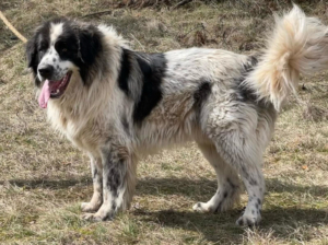 BUSTER sucht SEINE Menschen mit GARTEN, BUSTER sucht SEINE Menschen mit GARTEN - Rüde