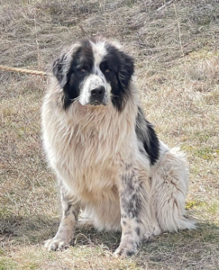 BUSTER sucht SEINE Menschen mit GARTEN, BUSTER sucht SEINE Menschen mit GARTEN - Rüde