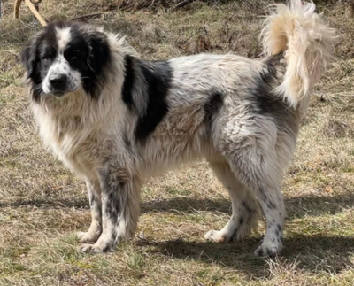BUSTER sucht SEINE Menschen mit GARTEN - NOTFALL, BUSTER sucht SEINE Menschen mit GARTEN - NOTFALL - Rüde