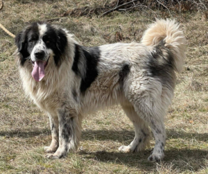 BUSTER sucht SEINE Menschen mit GARTEN - NOTFALL, BUSTER sucht SEINE Menschen mit GARTEN - NOTFALL - Rüde