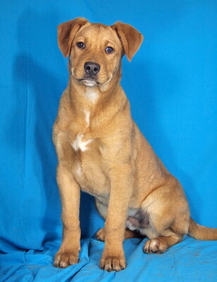 BYRON - R E S E R V I E R T !!!!! sehr freundlich, verschmust, neugierig, lernfreudig, aufmerksam, verspielt