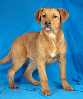 BYRON - R E S E R V I E R T !!!!! sehr freundlich, verschmust, neugierig, lernfreudig, aufmerksam, verspielt, Mischling Welpen - Rüde