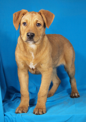 BYRON - R E S E R V I E R T !!!!! sehr freundlich, verschmust, neugierig, lernfreudig, aufmerksam, verspielt, Mischling Welpen - Rüde