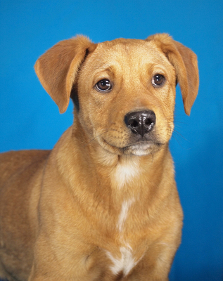 BYRON - R E S E R V I E R T !!!!! sehr freundlich, verschmust, neugierig, lernfreudig, aufmerksam, verspielt, Mischling Welpen - Rüde