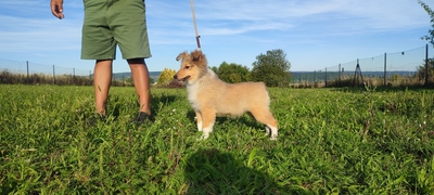 Babe, Sheltie Welpen - Rüde