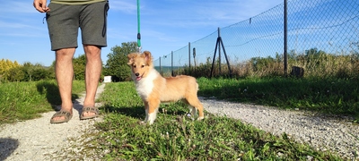Babe, Sheltie Welpen - Rüde