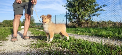Babe, Sheltie Welpen - Rüde