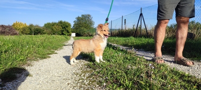 Babe, Sheltie Welpen - Rüde