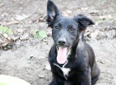 Baber - Liebenswerter Sonnenschein, ca. 4 Monate/28cm/8 kg, Mischling Welpen - Hündin
