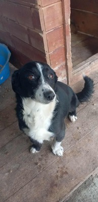 Babette wünscht sich ein Zuhause voller Liebe und Fürsorge, Mischling - Hündin